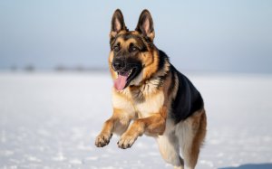 A photograph of a German Shepherd dog captured in a moment of exuberant play