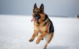 A Spirited German Shephed