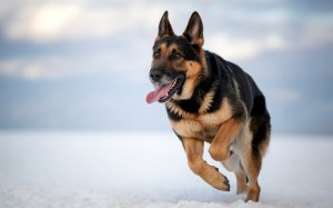 German Shepherd Dog