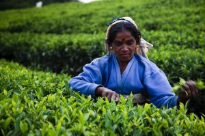 Tea Lady