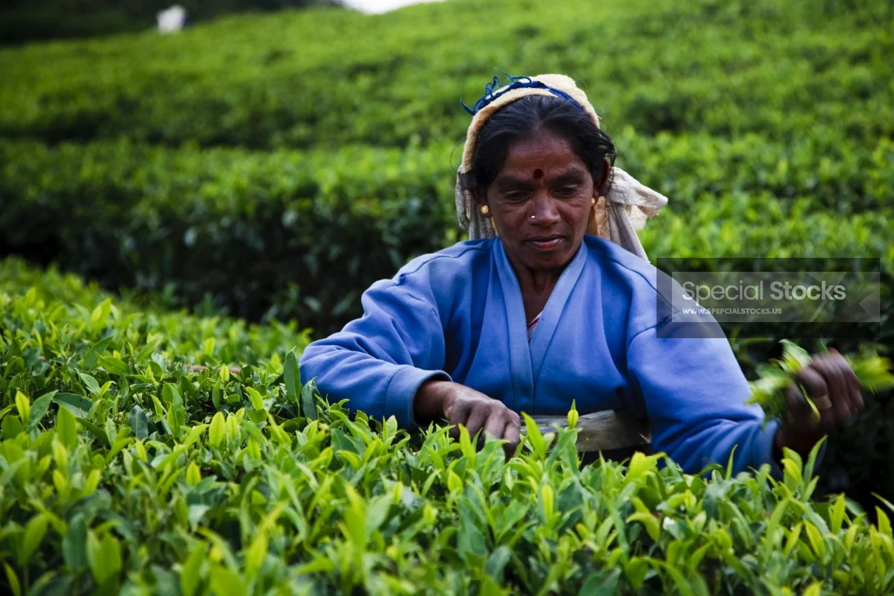 Tea Lady
