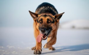 A photograph of a German Shepherd dog
