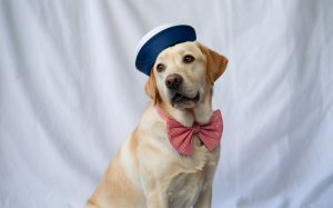 A photograph of a cheerful Labrador Retriever dog