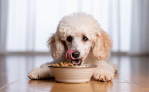 A photograph of a fluffy white poodle