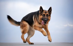 A realistic German Shepherd dog on a clean white background,