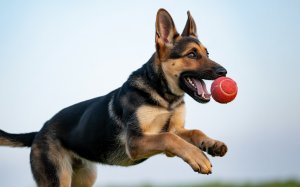 Young German Shepherd