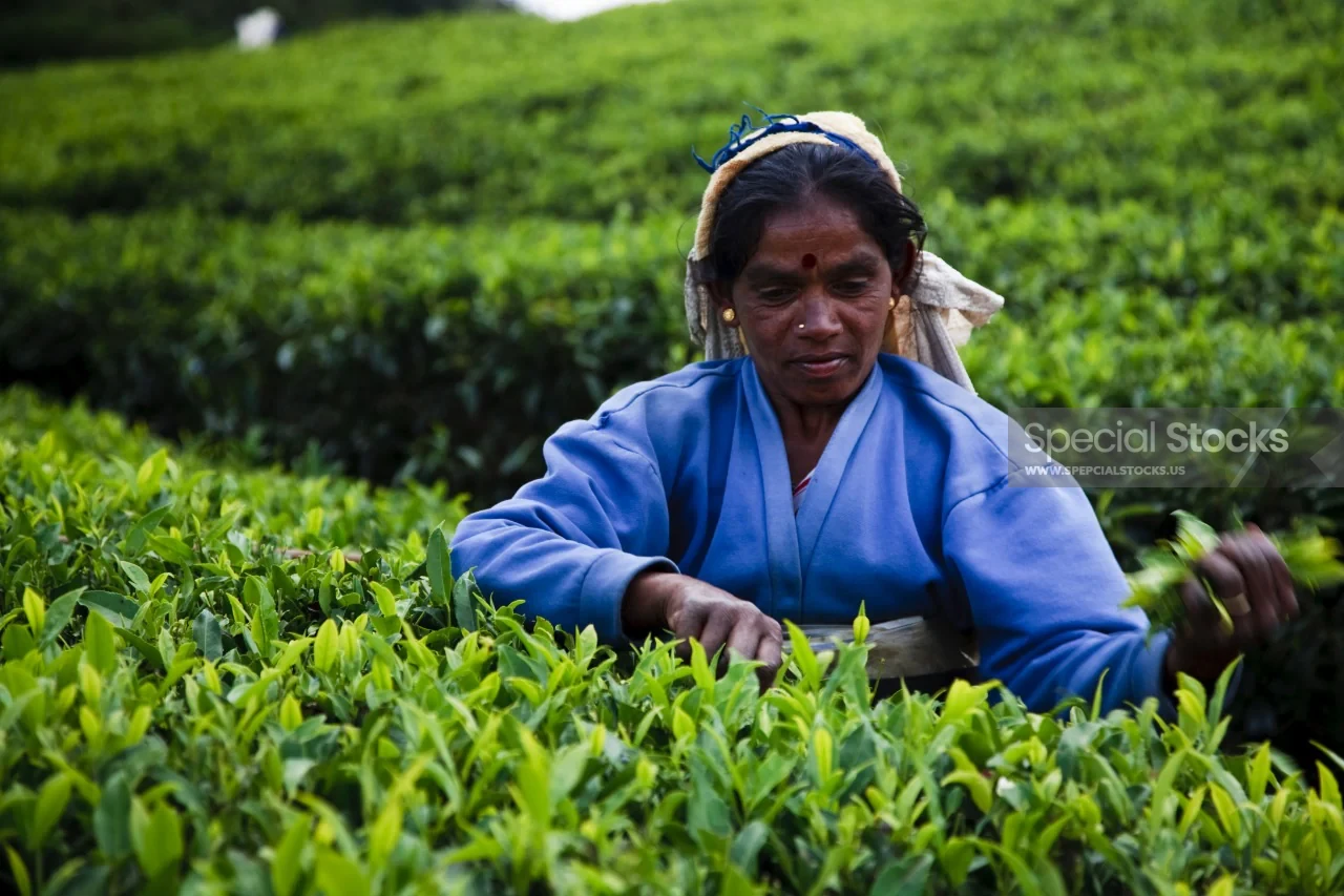 Tea Lady - Nature - Tea, Lady, Sri Lanka