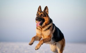 A Photograph Of A German Shepherd Dog