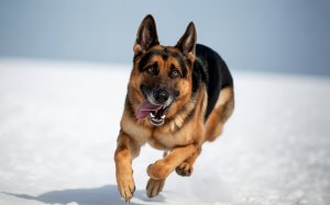 Happy German Shepherd Dog