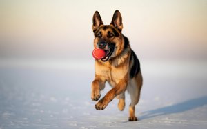 A Joyful German Shepherd