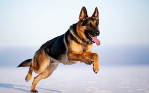 Jumping German Shepherd