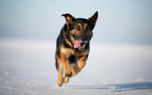 A Spirited German Shephed