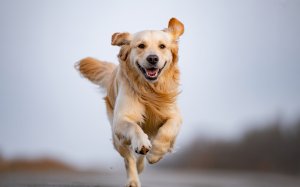 photograph of a joyful Golden Retriever