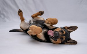 photograph of a young German Shepherd