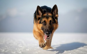 A photograph of a German Shepherd mid-play-bow