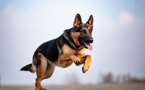 A Photograph Of A Spirited German Shephed