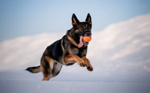 Tongue out German Shepherd