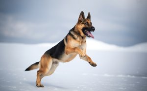 A Photograph Of A German Shepherd Dog