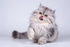 A high-quality studio photograph of a fluffy Persian cat with luxurious